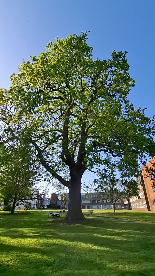 photo de l'arbre