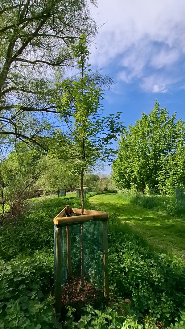 photo de l'arbre