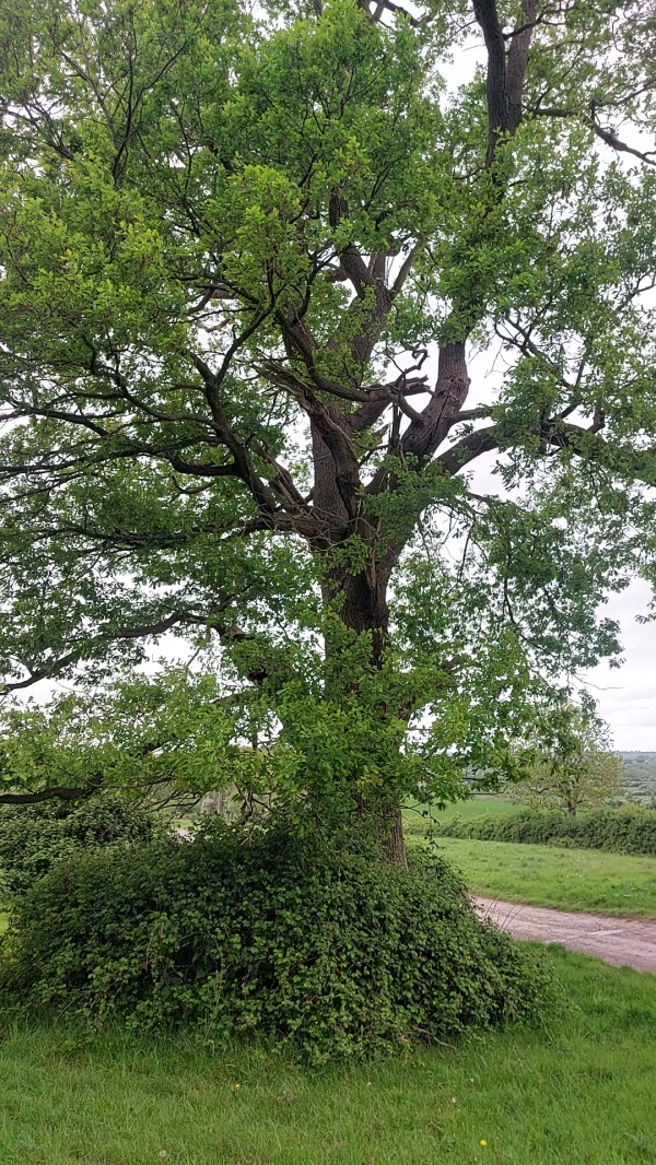 photo de l'arbre
