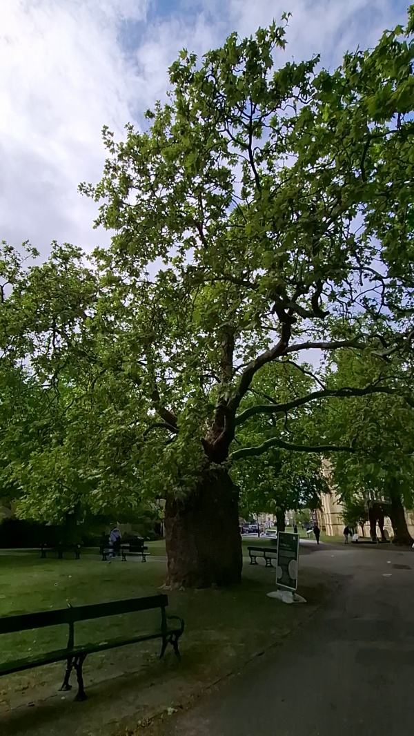 photo de l'arbre