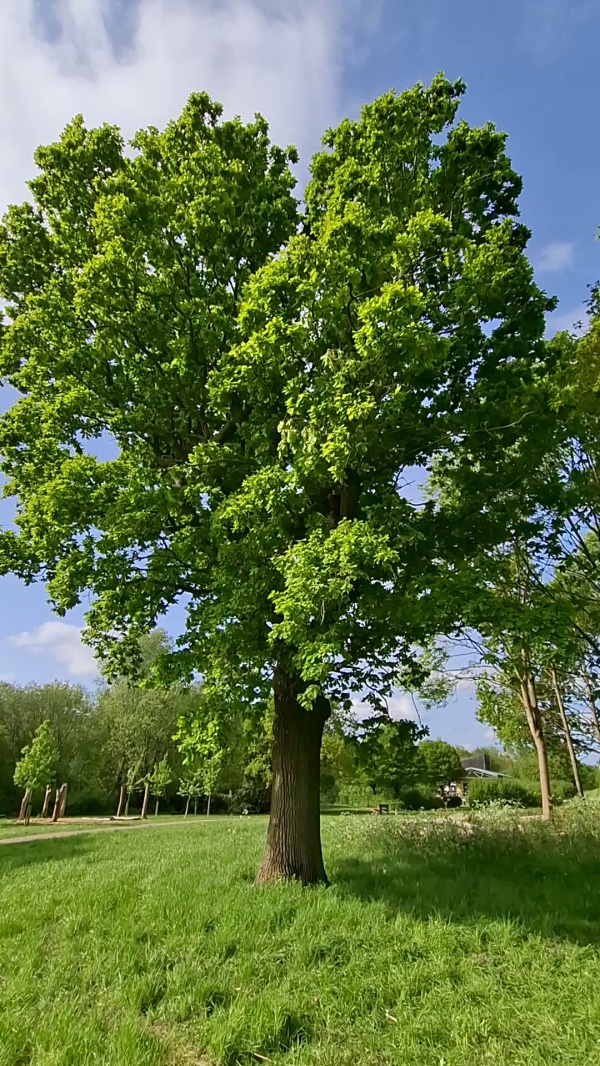 photo de l'arbre