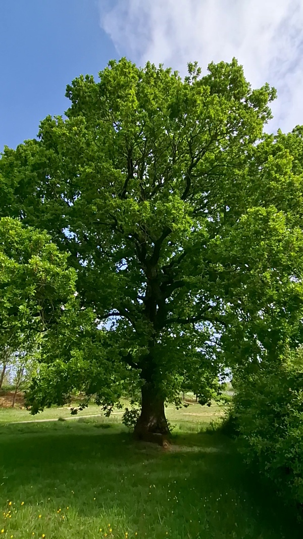 photo de l'arbre