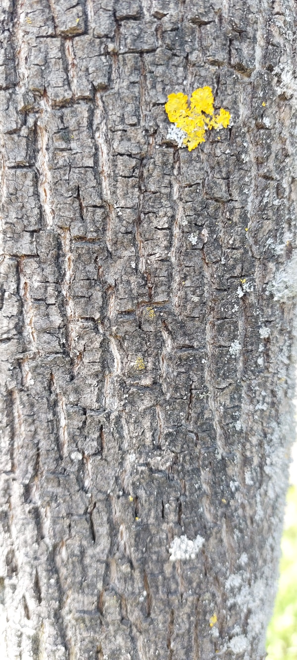 photo de l'arbre