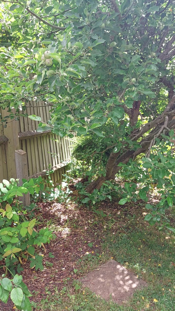 photo de l'arbre