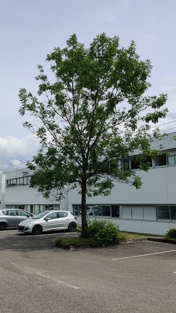 photo de l'arbre