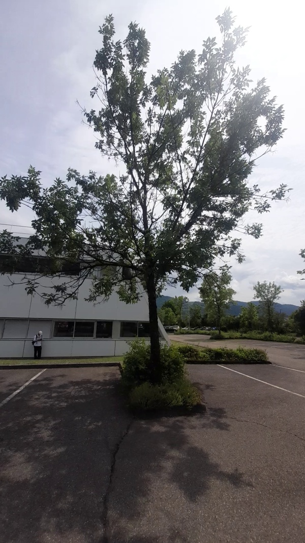 photo de l'arbre