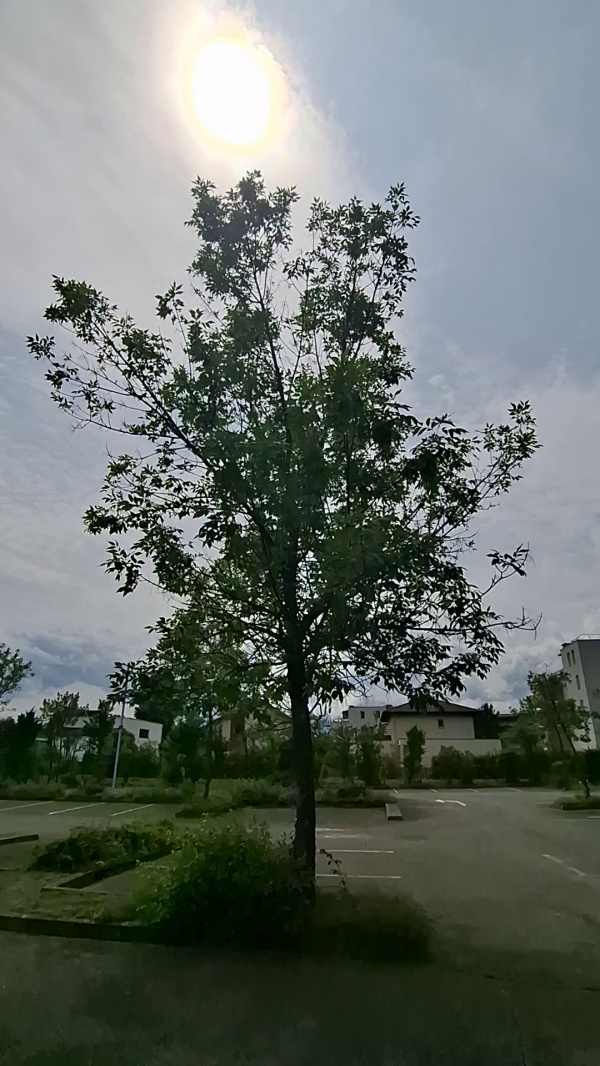 photo de l'arbre