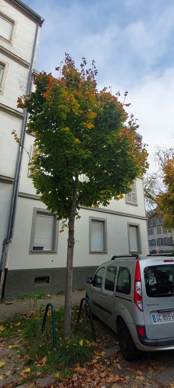 photo de l'arbre