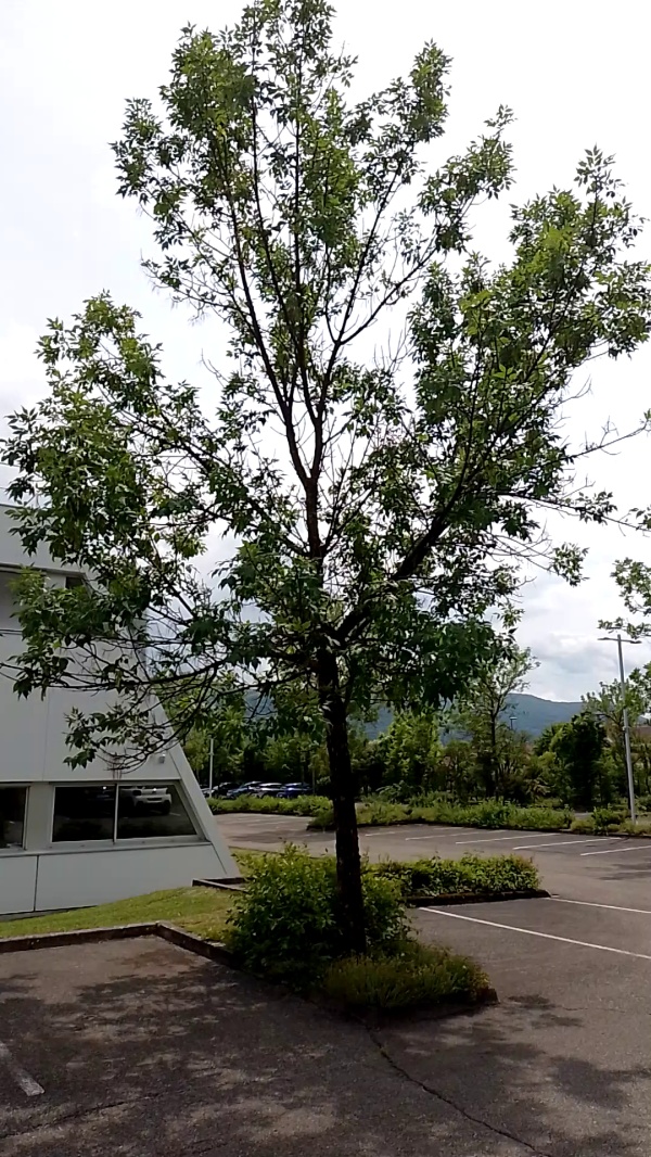 photo de l'arbre