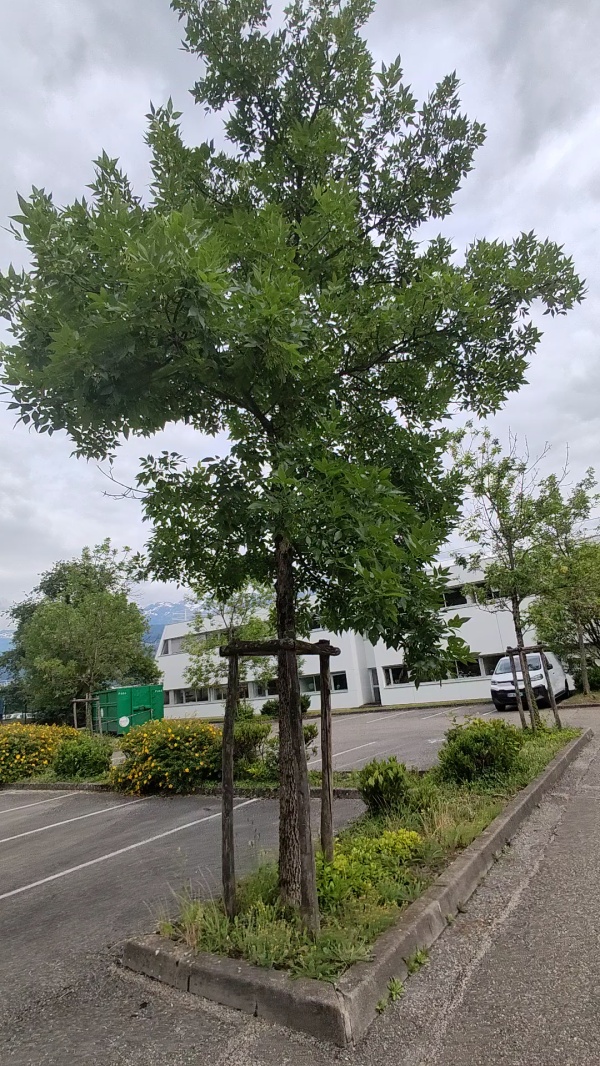 photo de l'arbre