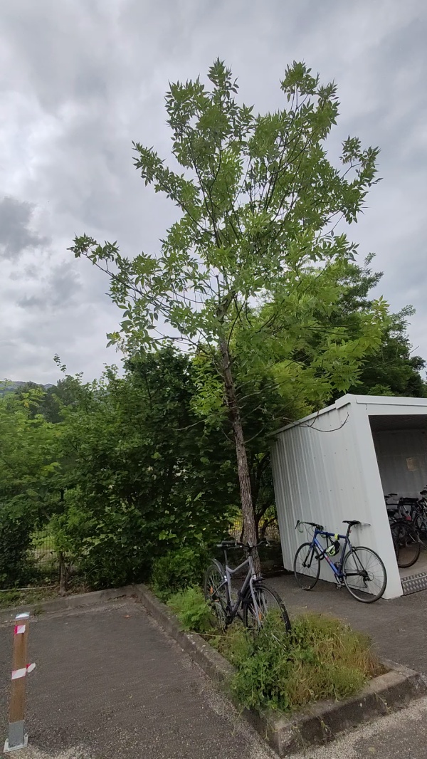 photo de l'arbre