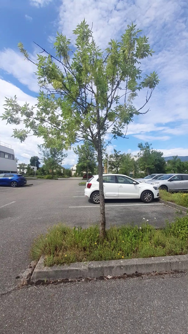 photo de l'arbre
