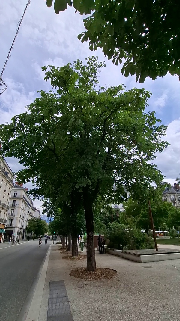 photo de l'arbre