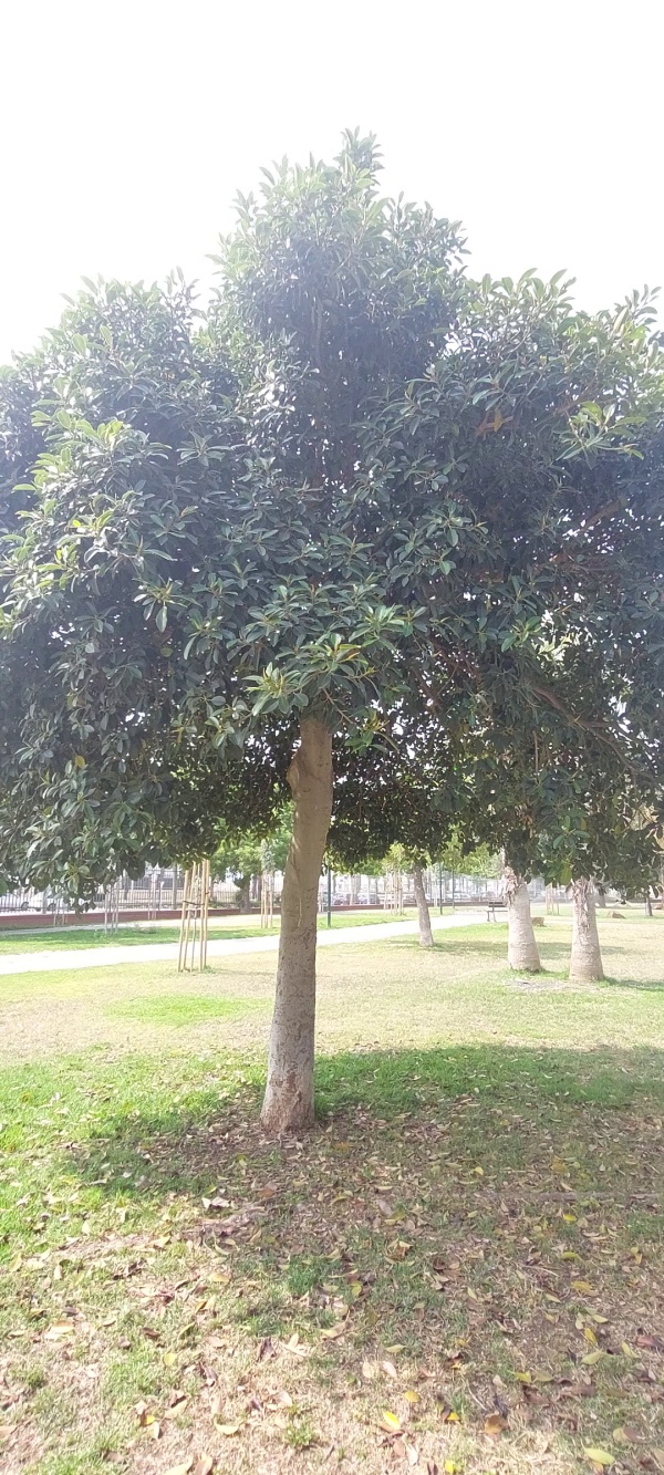 photo de l'arbre