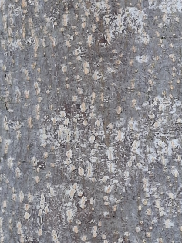 photo de l'arbre
