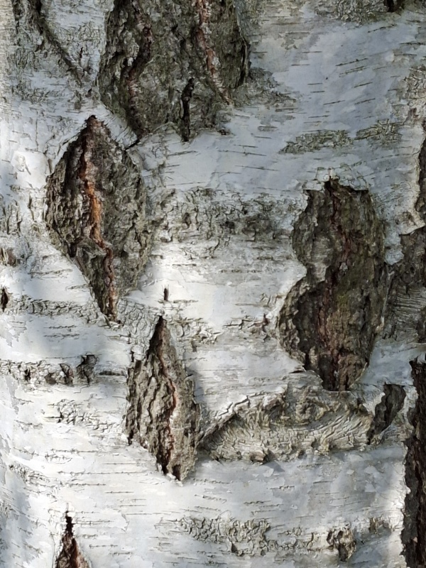 photo de l'arbre
