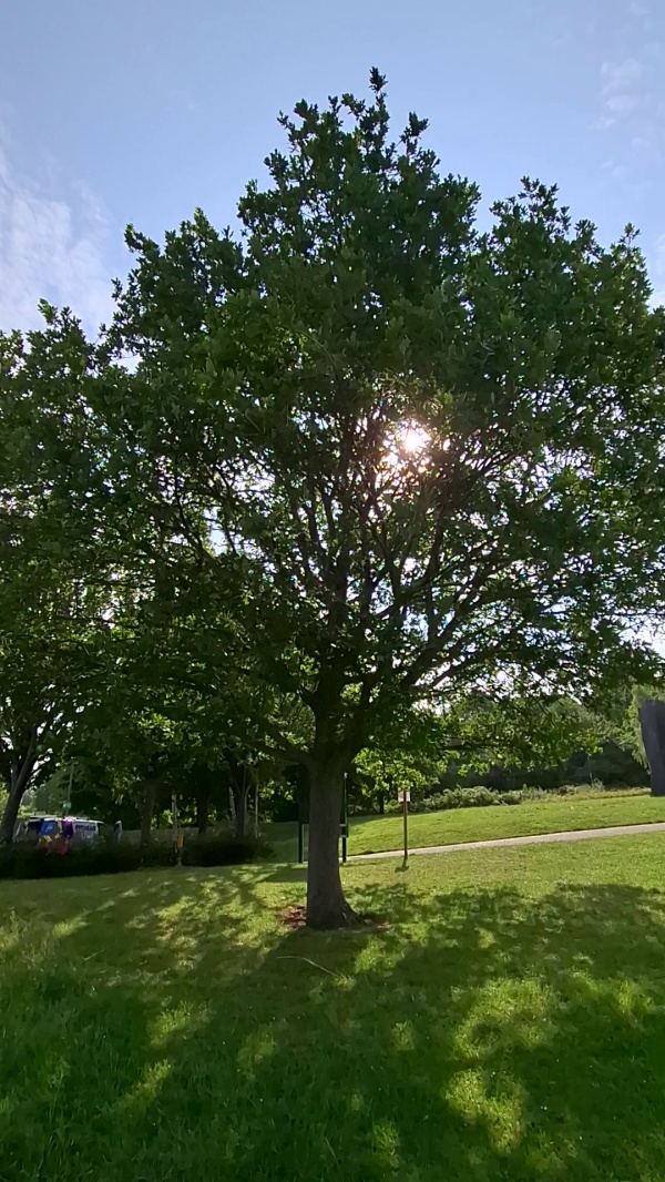 photo de l'arbre