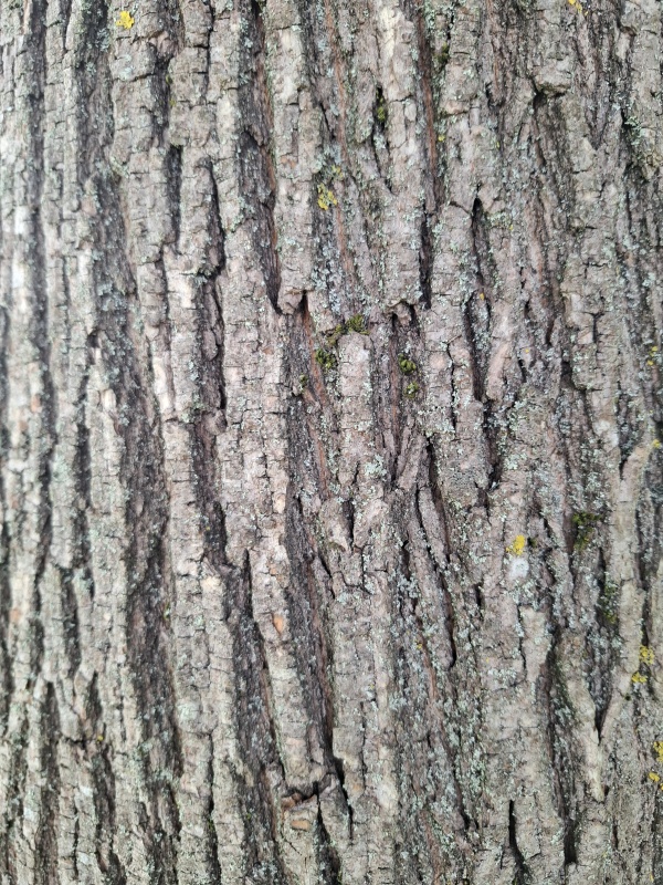 photo de l'arbre