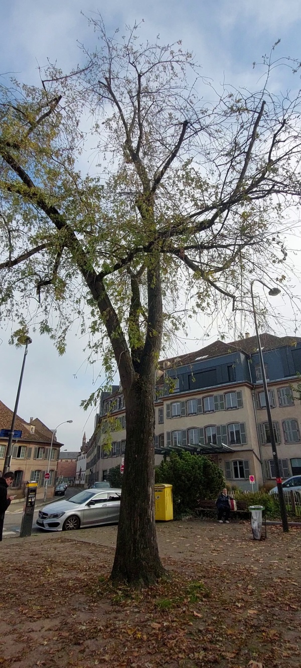 photo de l'arbre