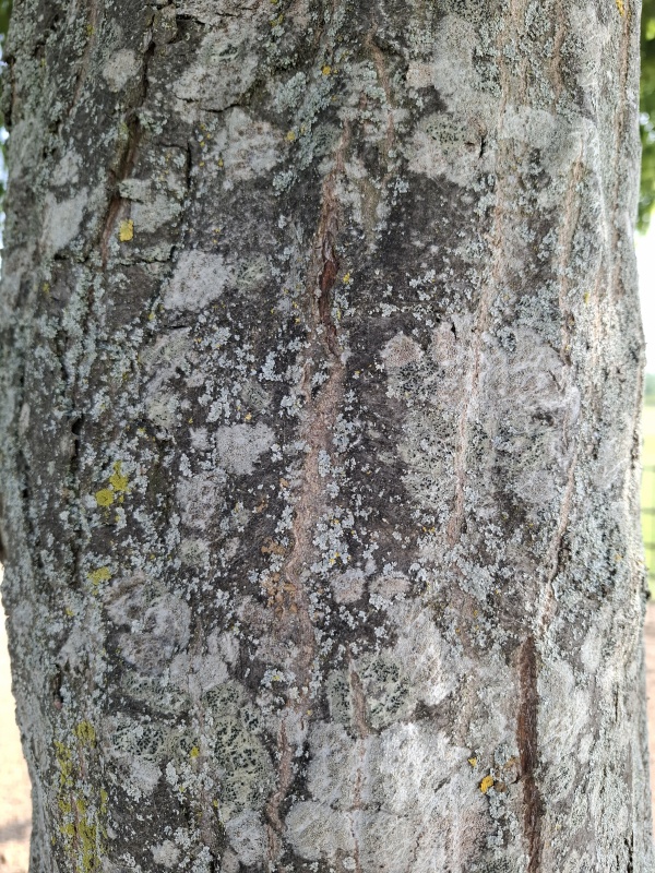 photo de l'arbre