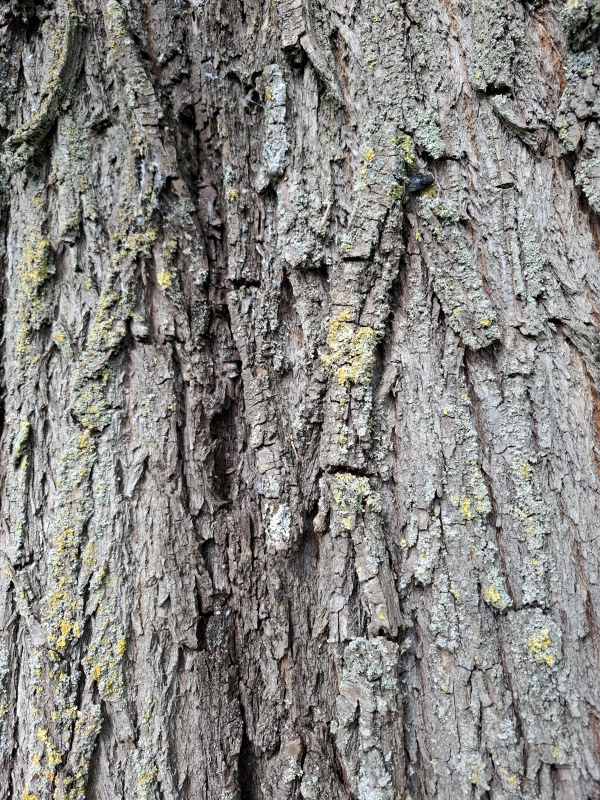 photo de l'arbre
