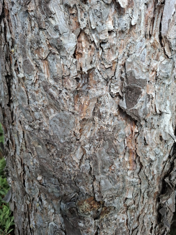 photo de l'arbre