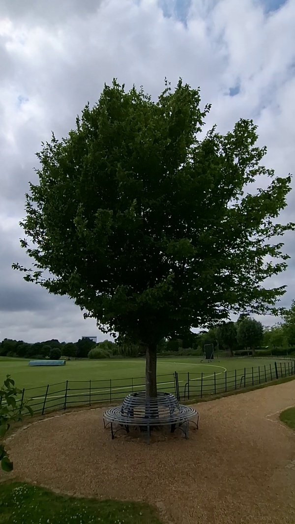 photo de l'arbre