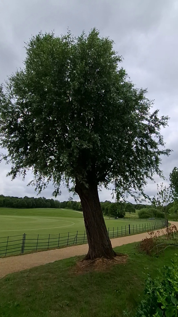 photo de l'arbre