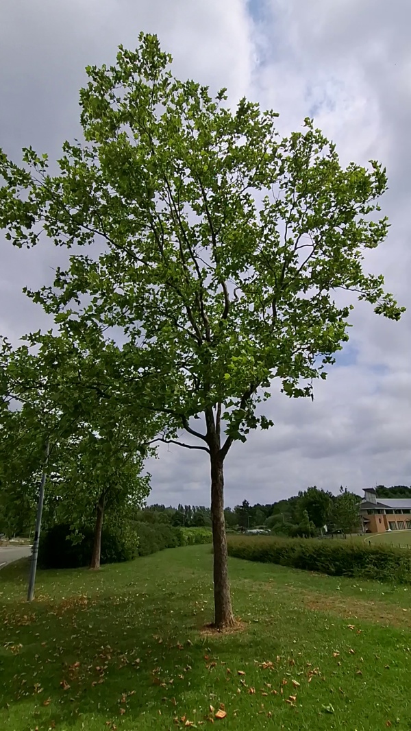photo de l'arbre