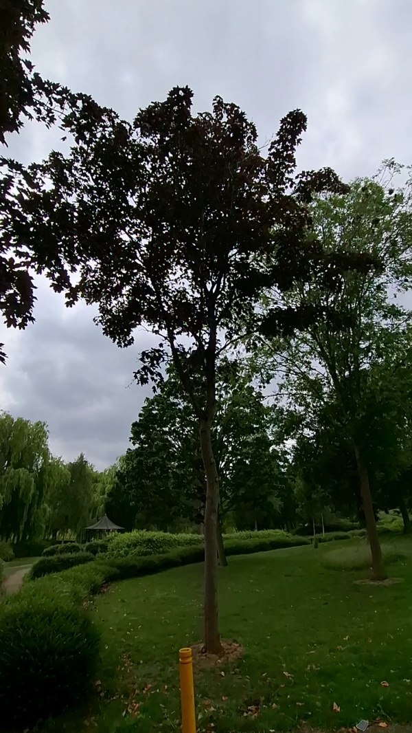 photo de l'arbre