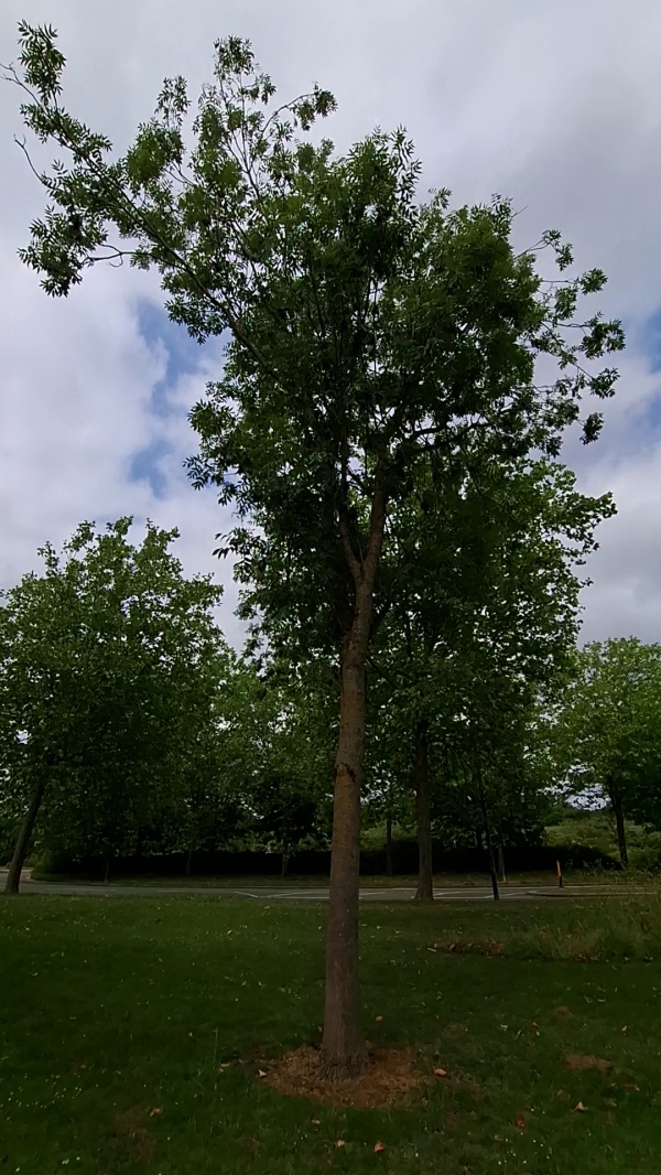 photo de l'arbre