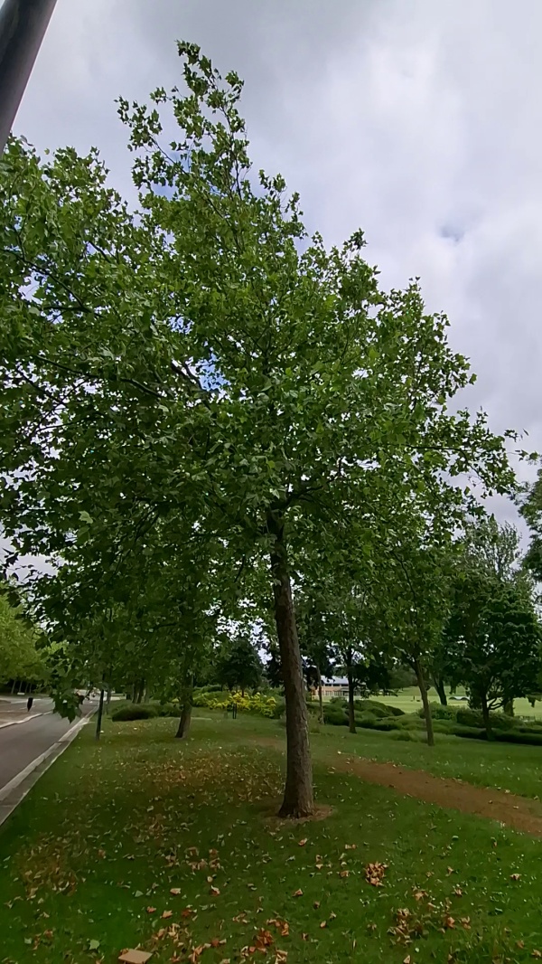 photo de l'arbre