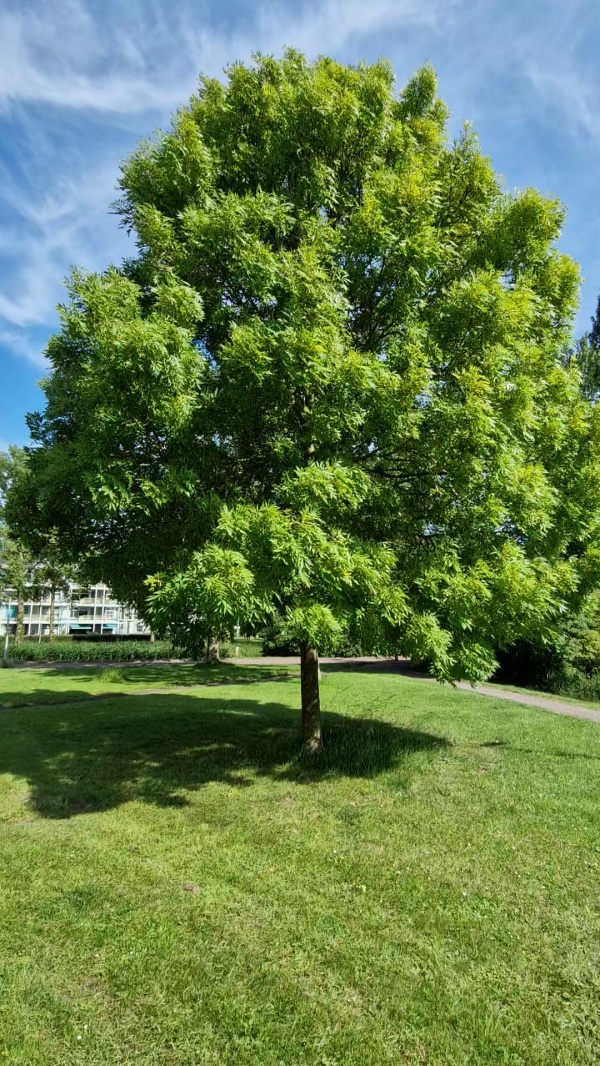 photo de l'arbre