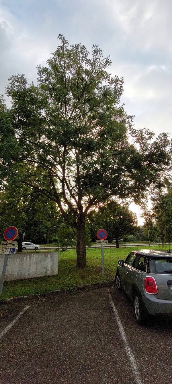 photo de l'arbre