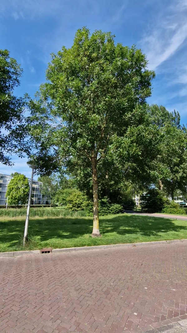photo de l'arbre