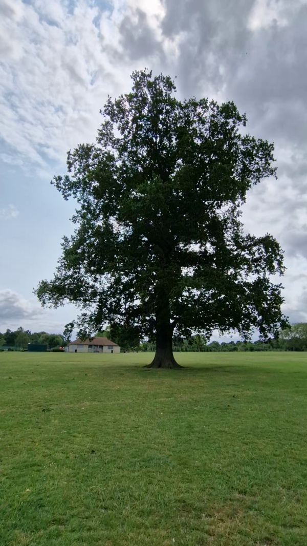 photo de l'arbre