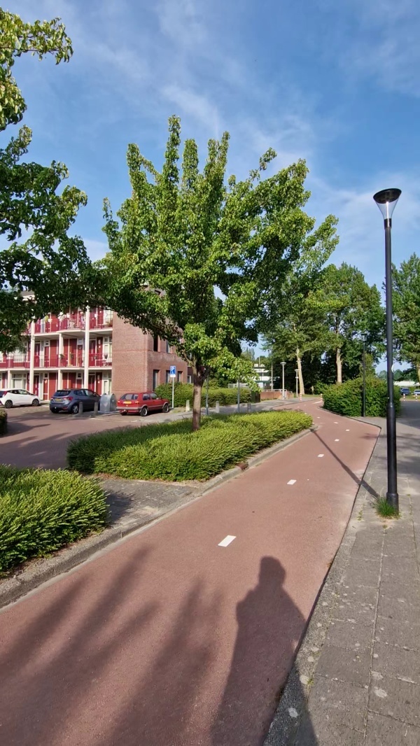 photo de l'arbre
