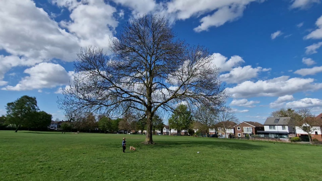 photo de l'arbre