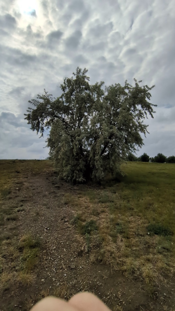 photo de l'arbre