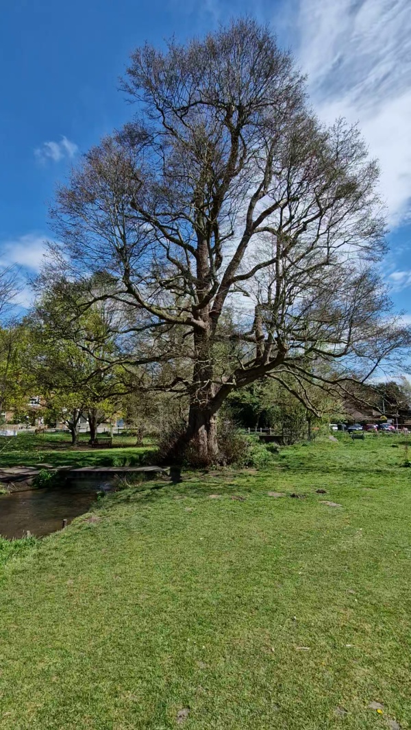 photo de l'arbre