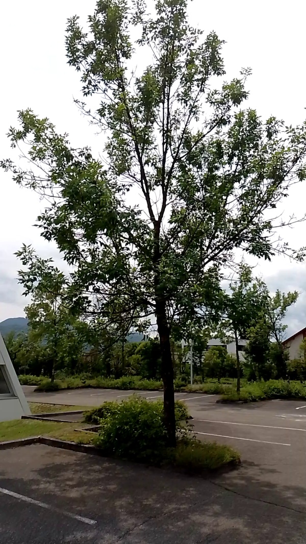 photo de l'arbre