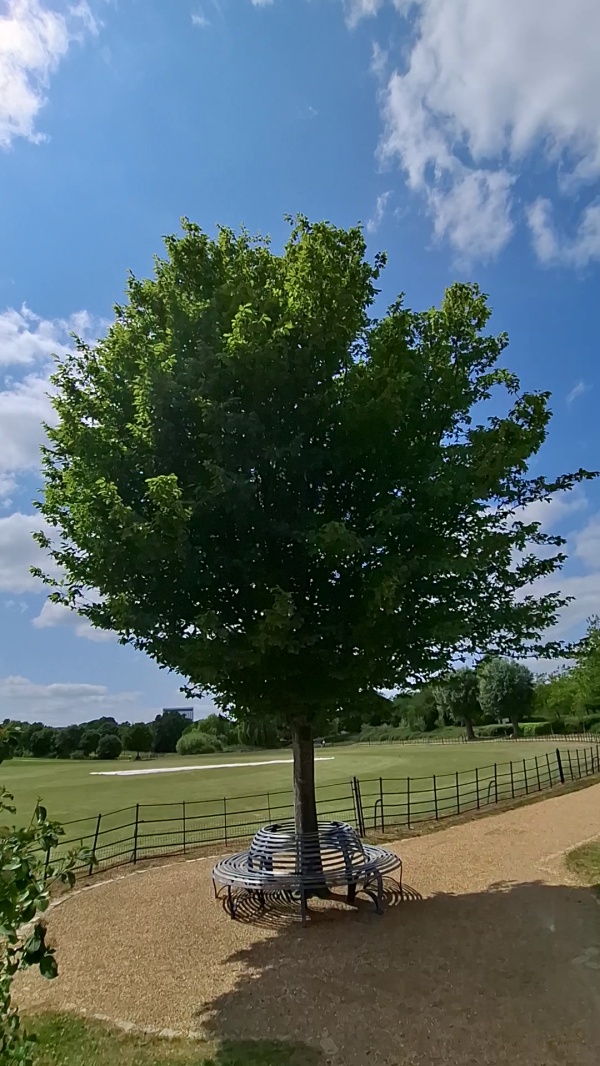 photo de l'arbre