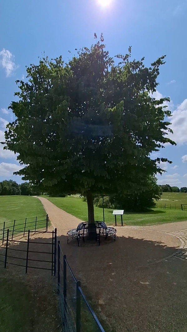 photo de l'arbre