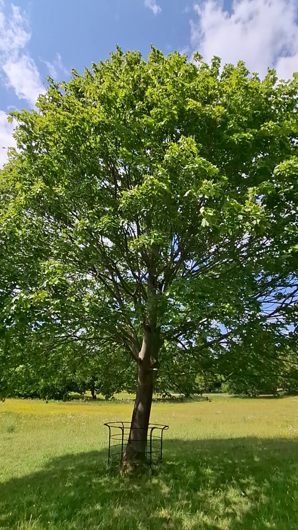 photo de l'arbre