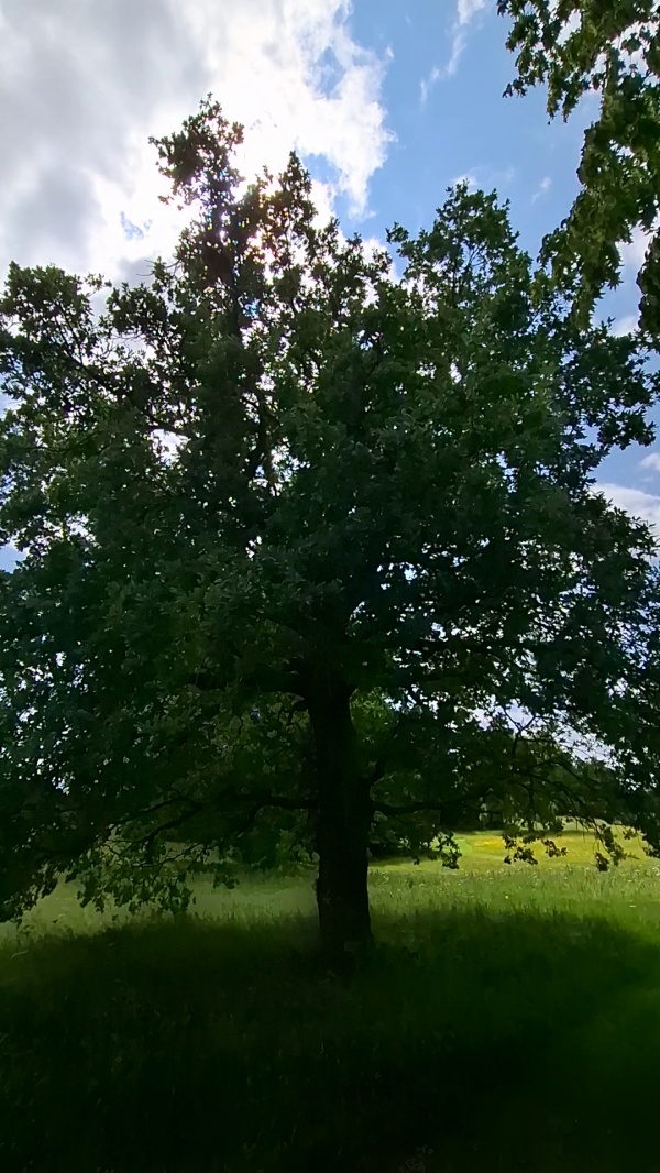 photo de l'arbre
