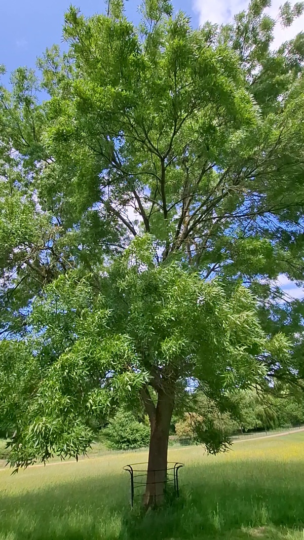 photo de l'arbre