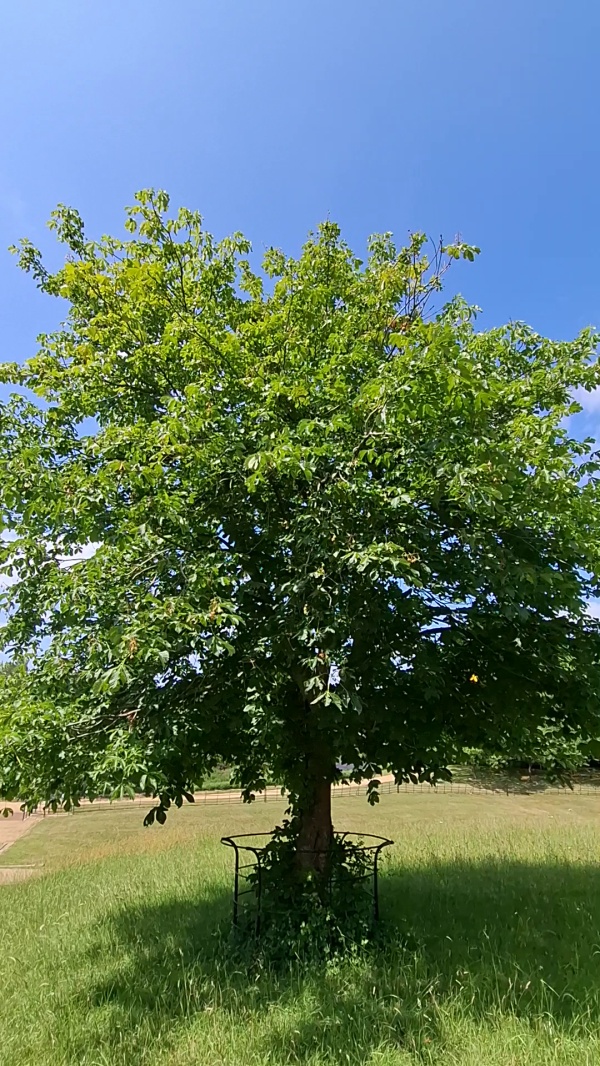 photo de l'arbre