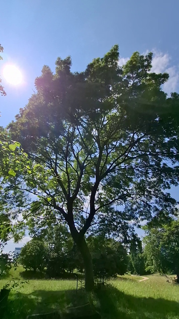 photo de l'arbre