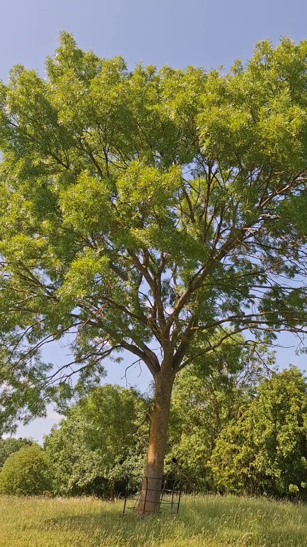 photo de l'arbre