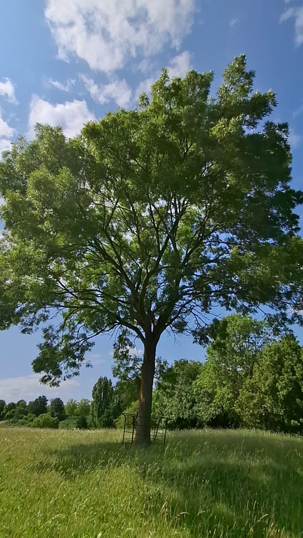 photo de l'arbre